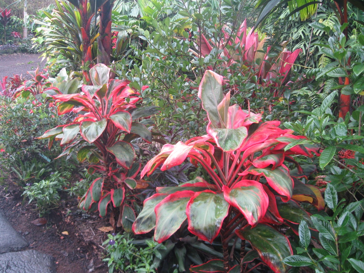 Cordyline terminalis 'Paradise Orange' — Vintage Green Farms with